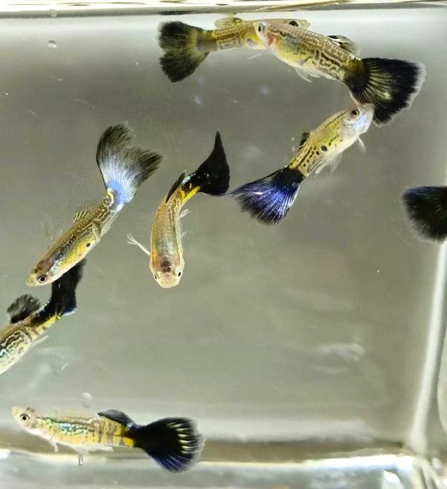 Элитные породистые гуппи, 3 вида