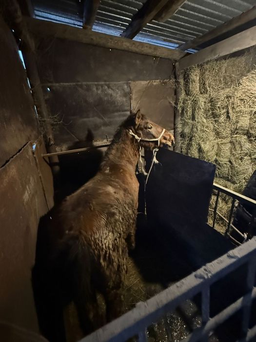 Семіртілген Тай сатамын соғымға