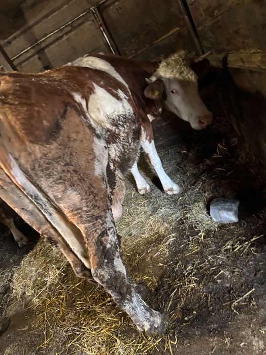 Vaci Baltata Romaneasca