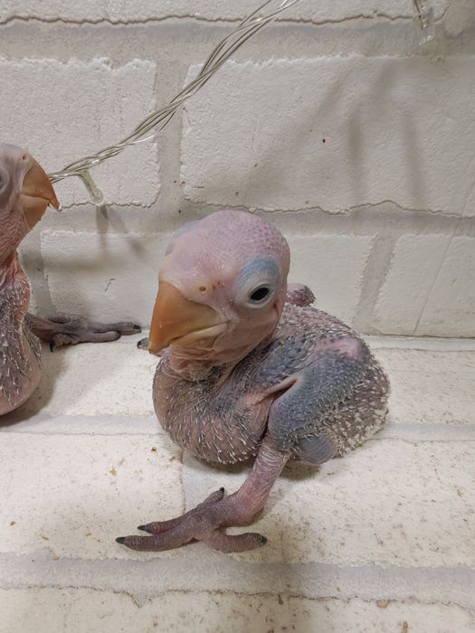 Продаются птенцы Александрийского попугая.