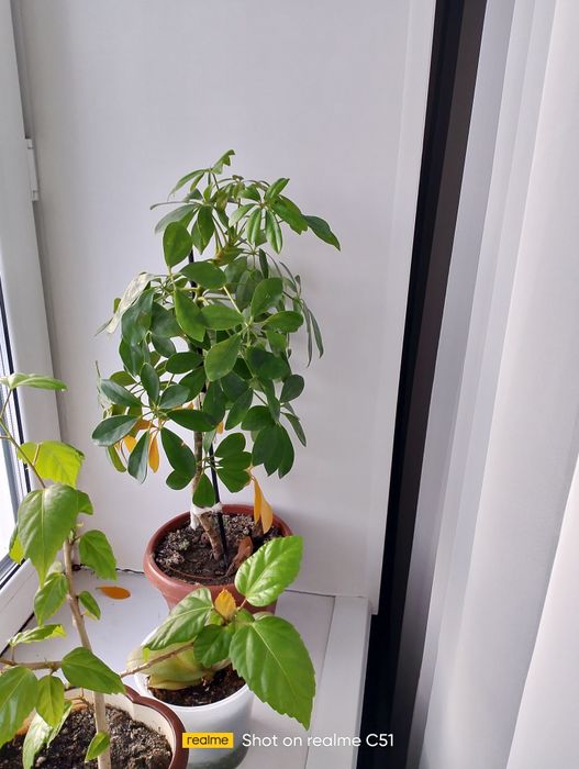 Цветы комн
атные