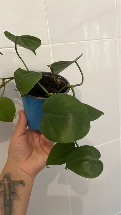 Филодендрон бразилиана