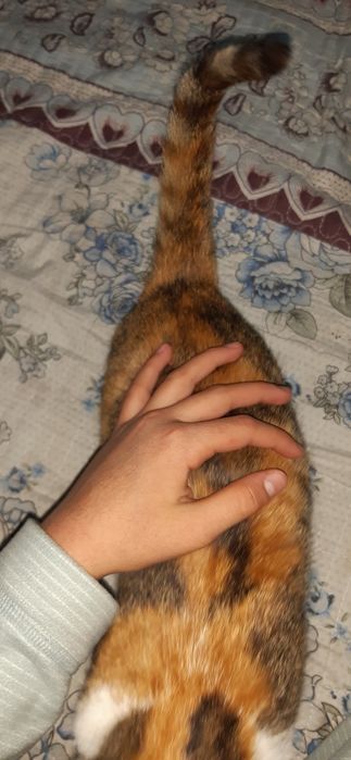 6oyli mushuk sotiladi