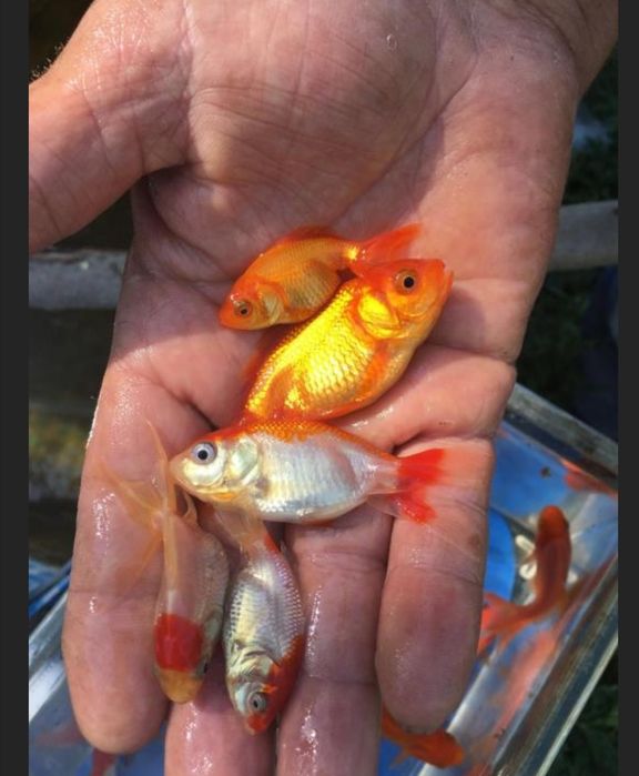 Рыбки разноцветные