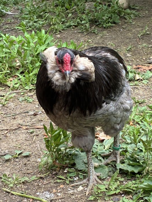 Vand cocos araucana albastru