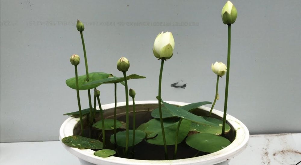 Ростки лотоса для аквариума.  Akvariumda usadigan lotos guli.
