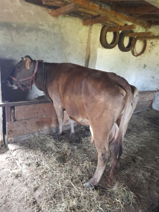 Vaca bună de lapte!
