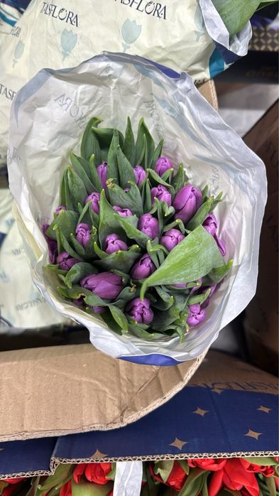 Тюльпаны опт  на 8 марта
