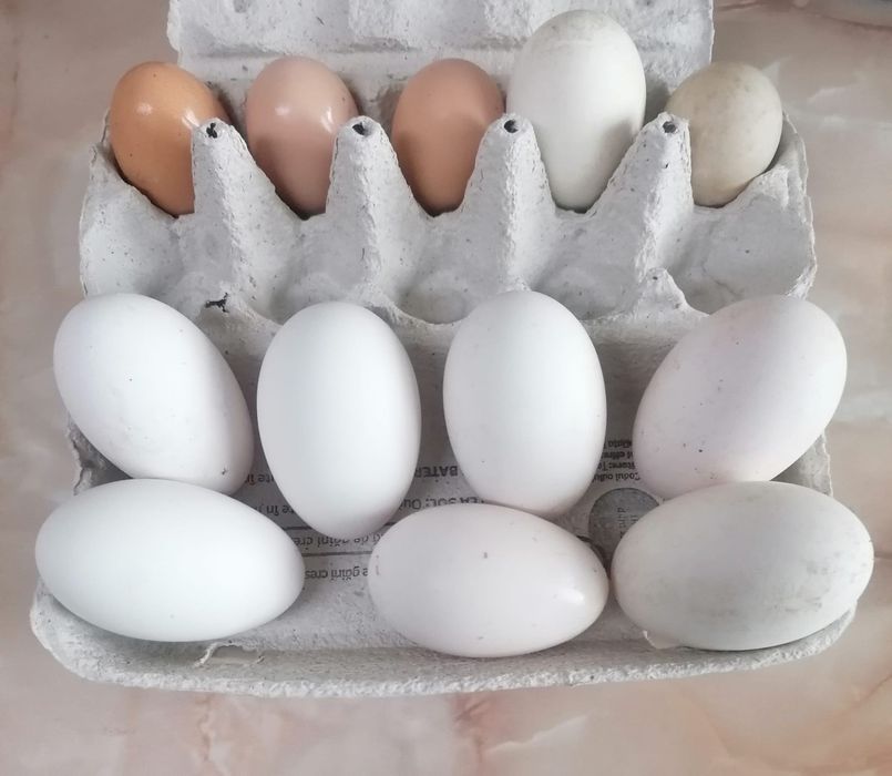 Vand oua : gaina, curca, rata, gasca