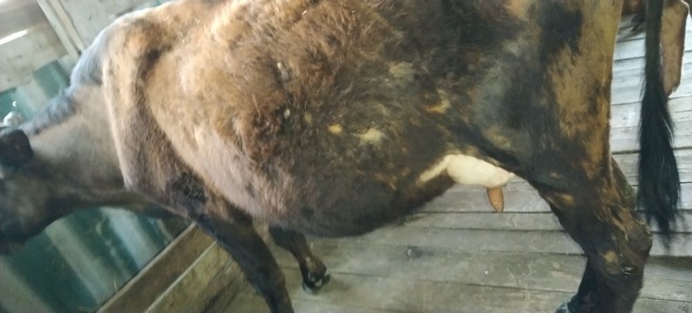 Сиыр Корова сатылады