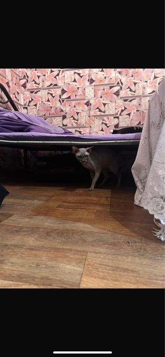 Продам сфинкса 20000