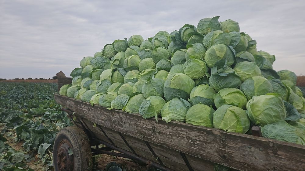 Varza romaneasca