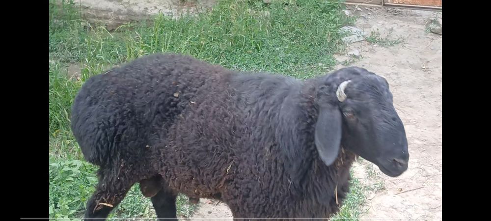 Quchqor sotiladi Qurbonlik uchun 40 kg DAN ziyod gʻushti