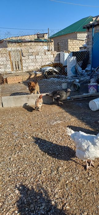 Ұрғашы индюк сатамын