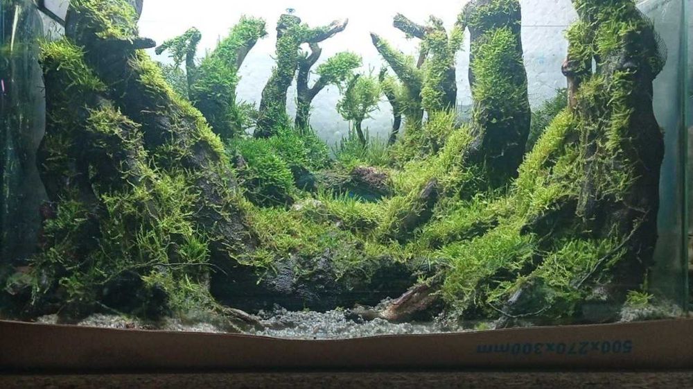 Аквариум, мох крисмас, мох ползучий