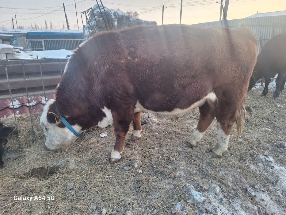 Продам быка белоголового