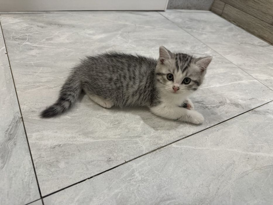 Продаётся котёнок