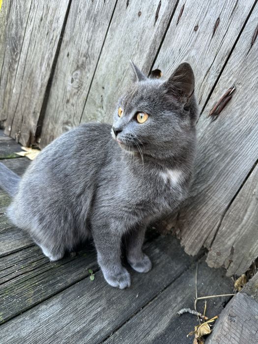 Отдам в добрые руки