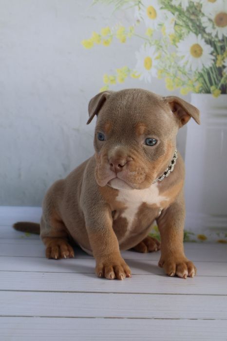 Булли щеночки готовы к переезду