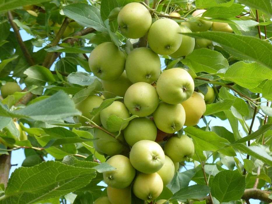 Продам дачу в садоводстве "Здоровье"