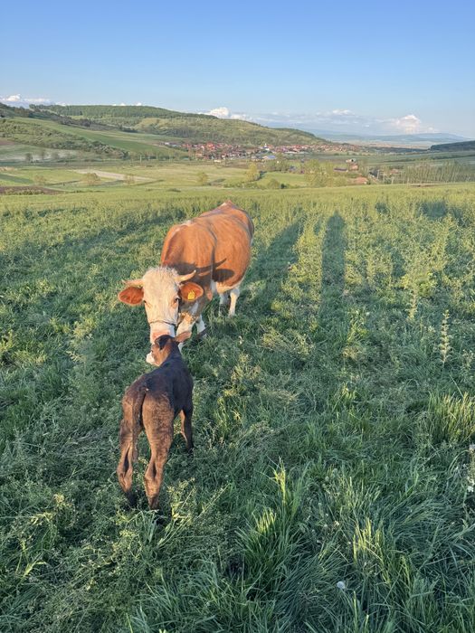 Vand Vaca cu Vitel