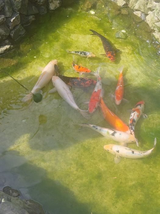Vand pesti crap koi