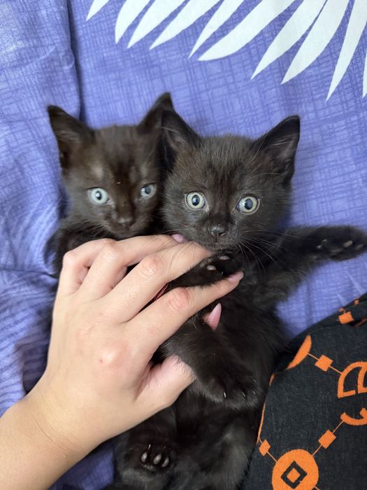 Котенок.