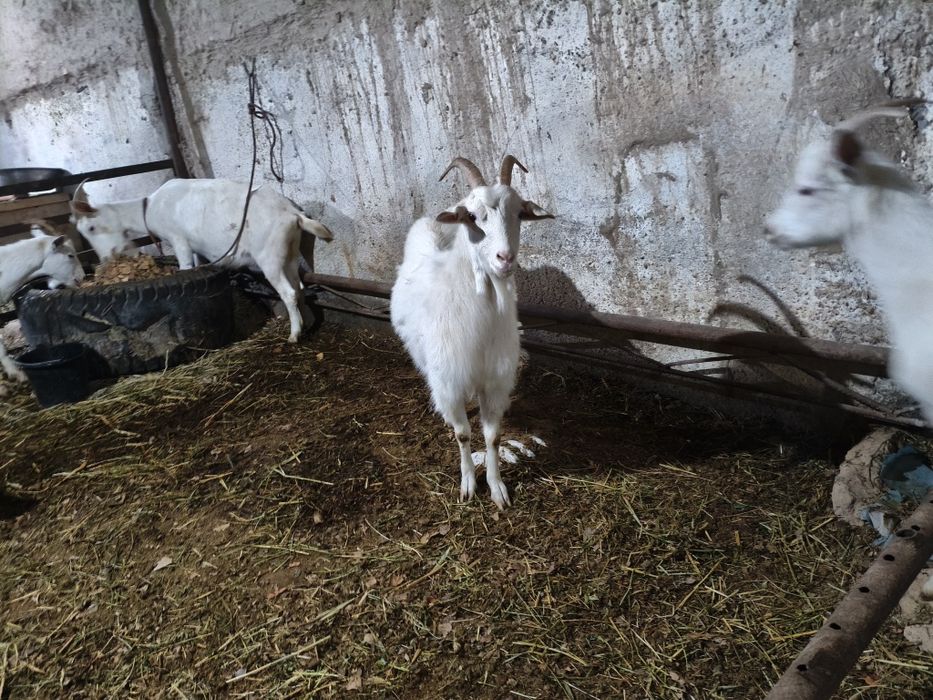 Рус эчкилар сотилади