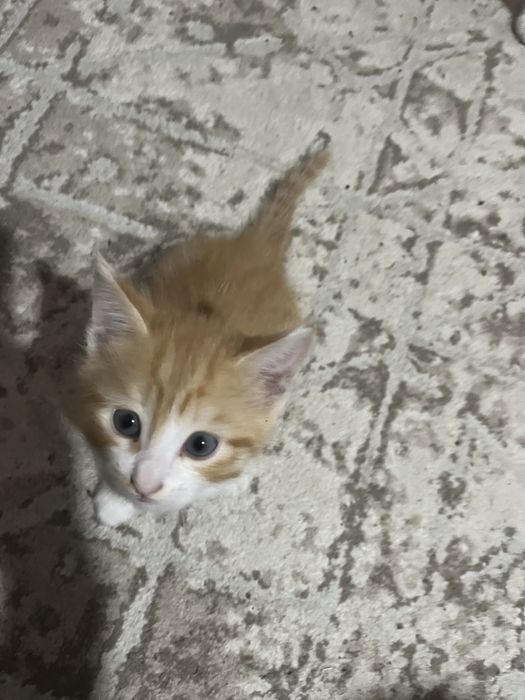 Отдам котят добрые руки