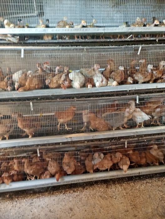 Vând pui 750g  și roca 1.500