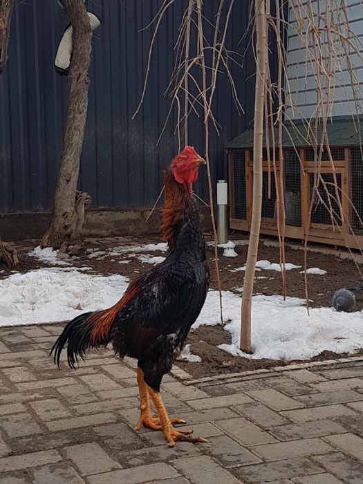 Петух бойцовый дакан