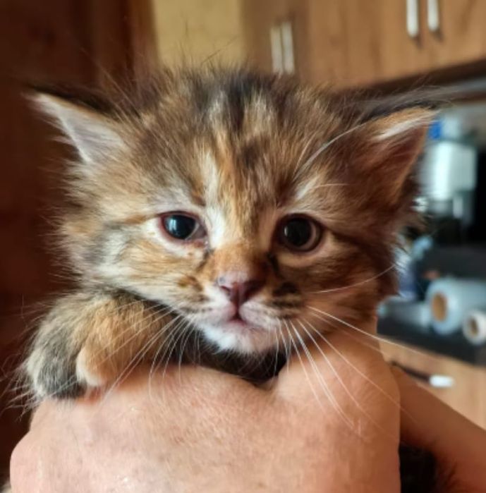 Отдам котят в хороший руки