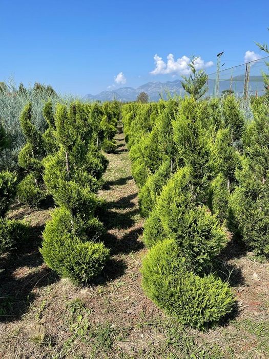 Plante ornamentale