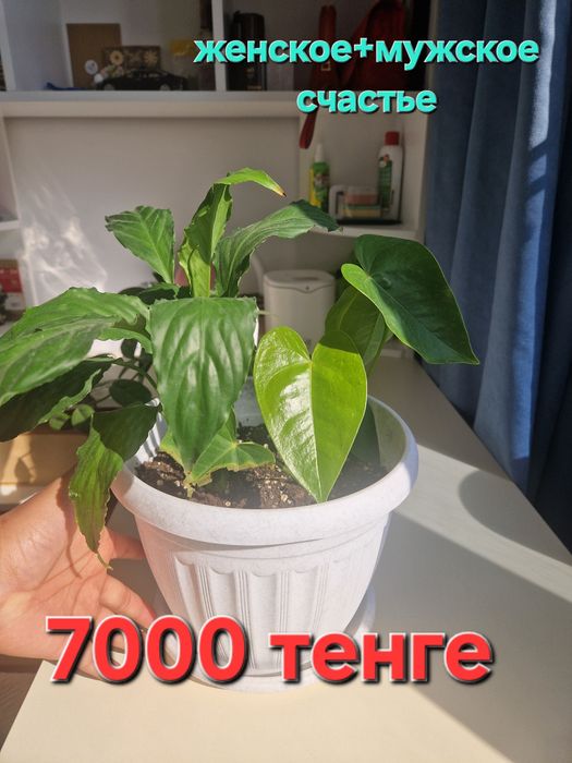 Комнатные цветы.