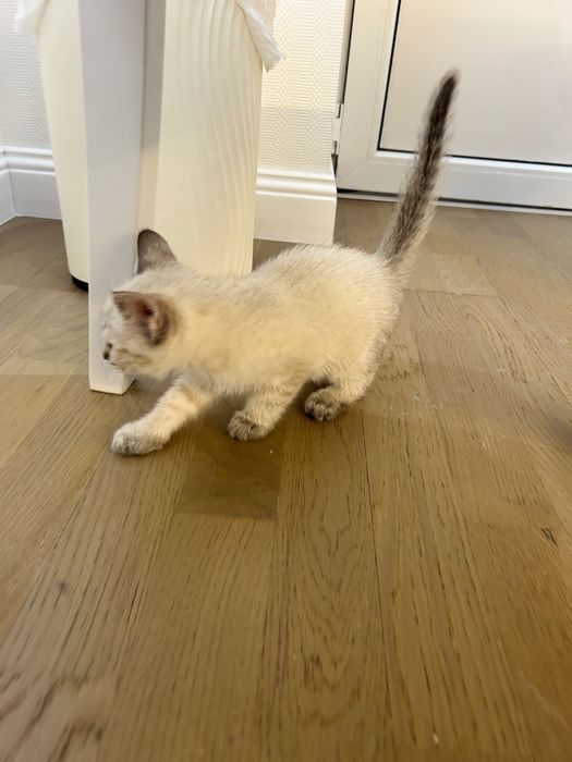 Отдам котят любящим хозяевам