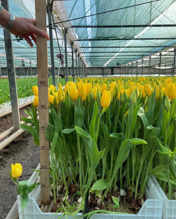 Тюльпаны оптом на 8 марта оптом