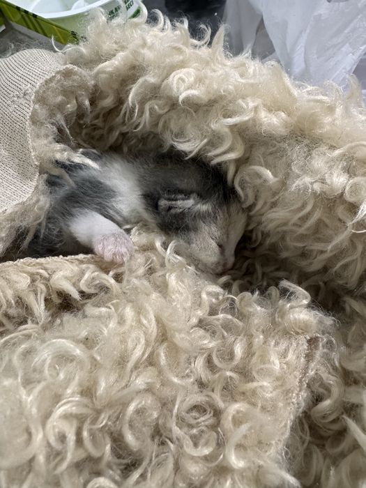 Котенок бесплатно