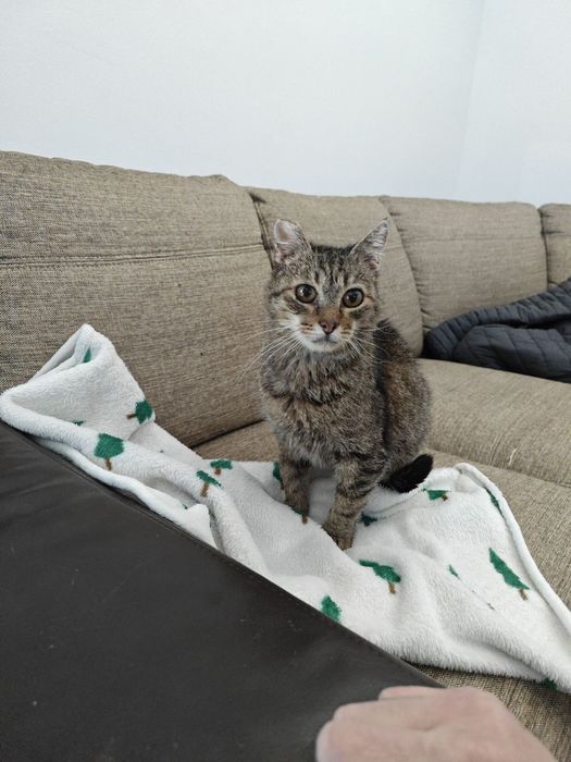 Гушко търси дом от девет месеца.