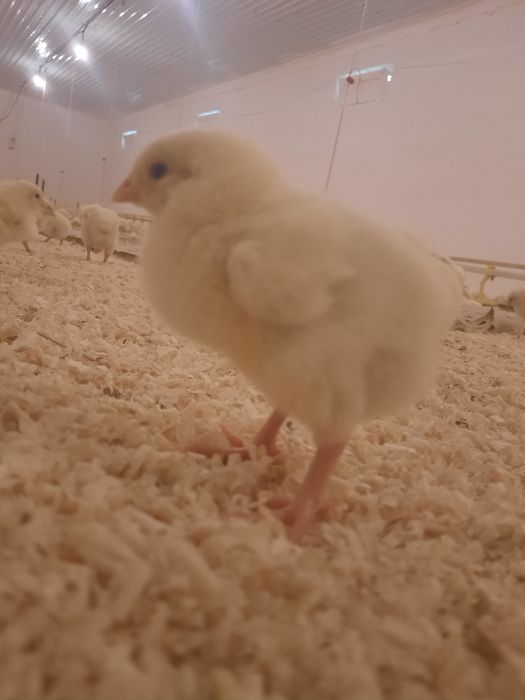 Бройлеры  Росс308