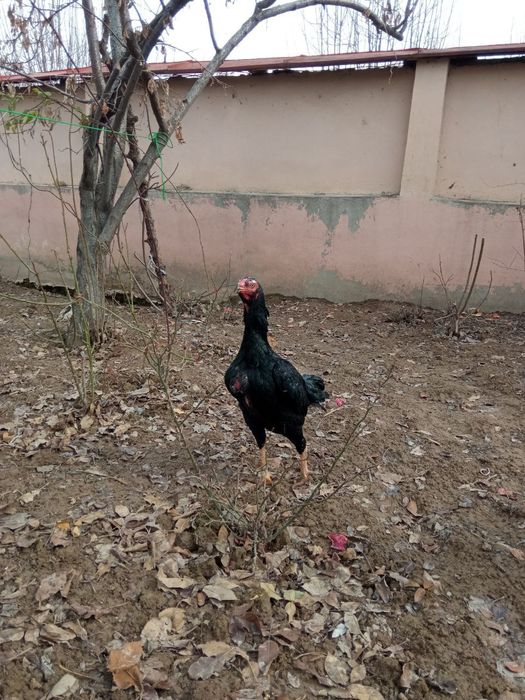 Макен сотилади зотка