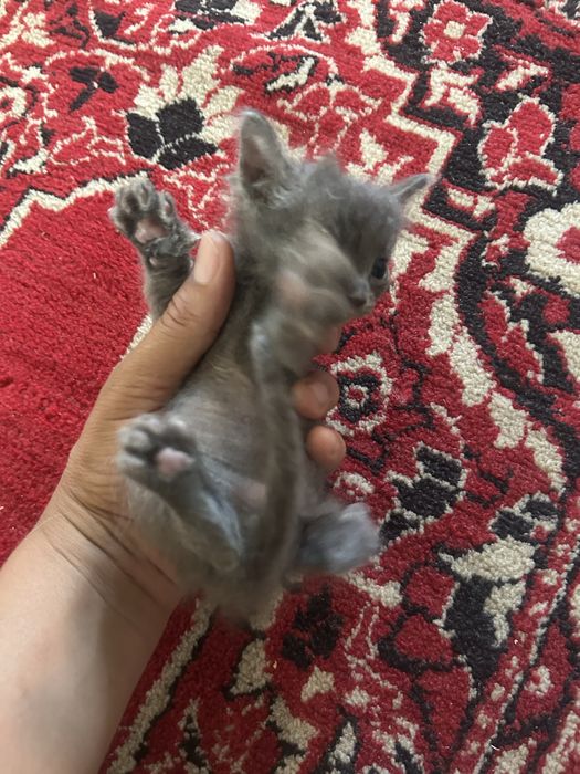 Отдам котят в хороших рук.