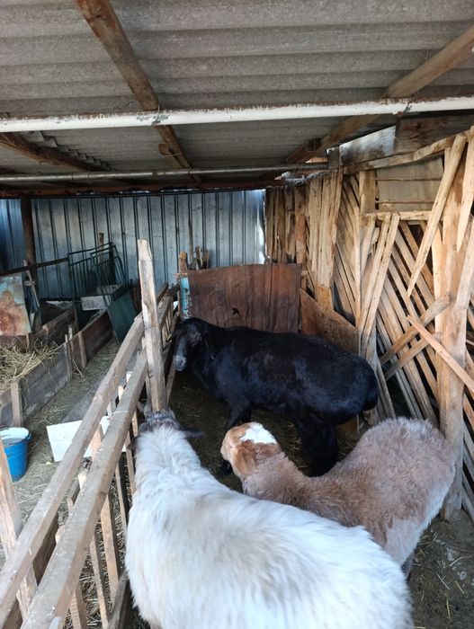 3 Жасар Гиссары қошқар сатылады