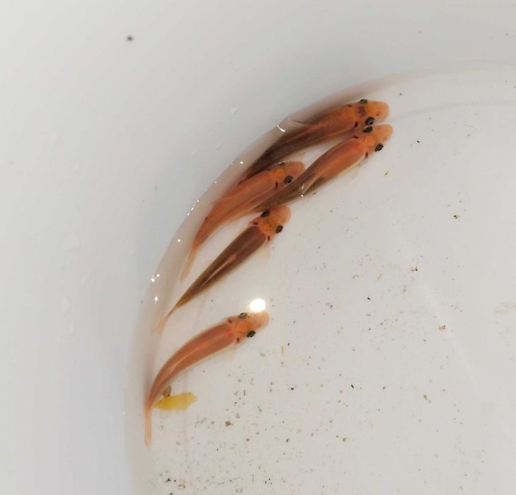 Гиринохейлус аквариумные рыбки