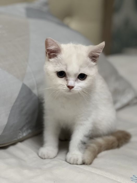 Скоттиш Страйт