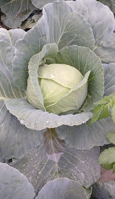 Varză Bucharest de vânzare