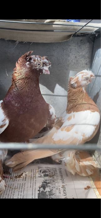 Молодеж летно игровых глубей!