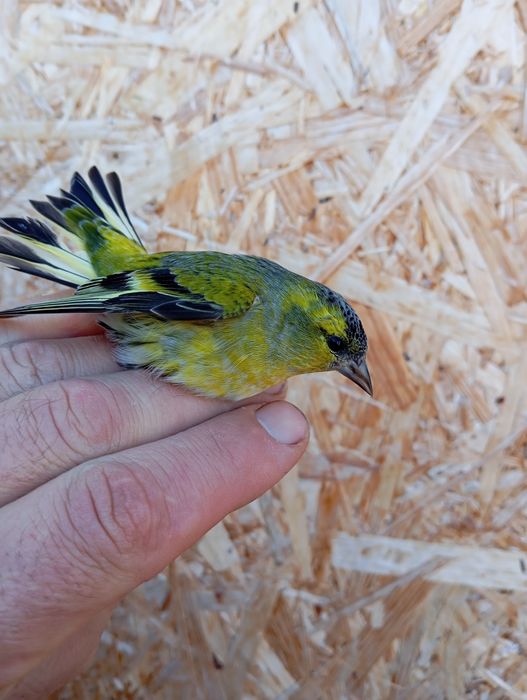 Продам выдержанную птицу