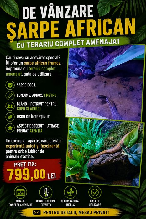 Șarpe african exemplar frumos