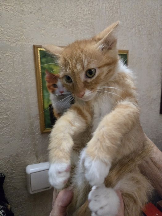 Продам не дорого