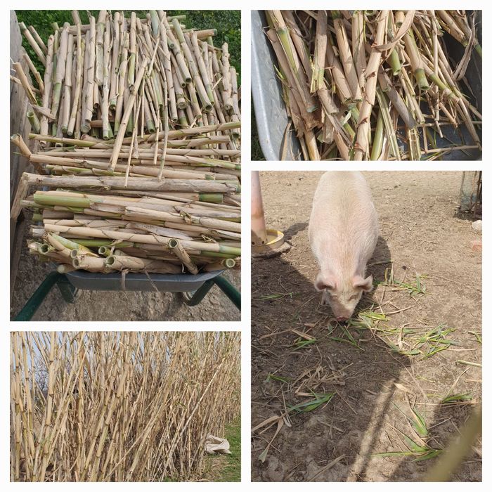 Rizomi de trestie uriașă Arundo donax